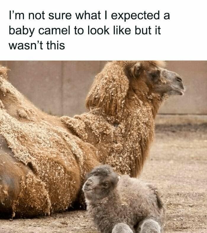 animal memes, pet memes, funny animal pictures, hilarious pet moments, animal jokes, pet humor, funny animal memes