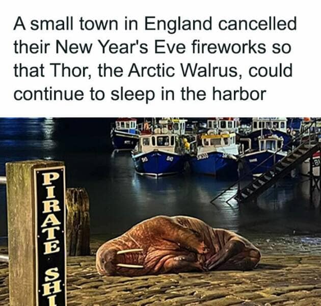 animal memes, pet memes, funny animal pictures, hilarious pet moments, animal jokes, pet humor, funny animal memes