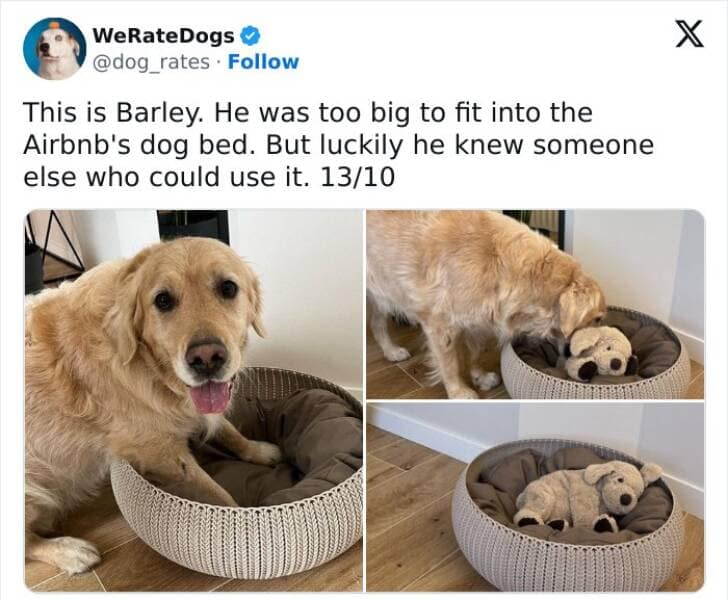 animal memes, pet memes, funny animal pictures, hilarious pet moments, animal jokes, pet humor, funny animal memes