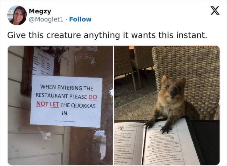 animal memes, pet memes, funny animal pictures, hilarious pet moments, animal jokes, pet humor, funny animal memes