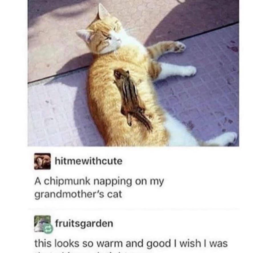 classic memes, vintage memes, viral tweets, timeless memes, old memes, evergreen memes. popular tweets, trending tweets best memes, throwback memes, retro memes