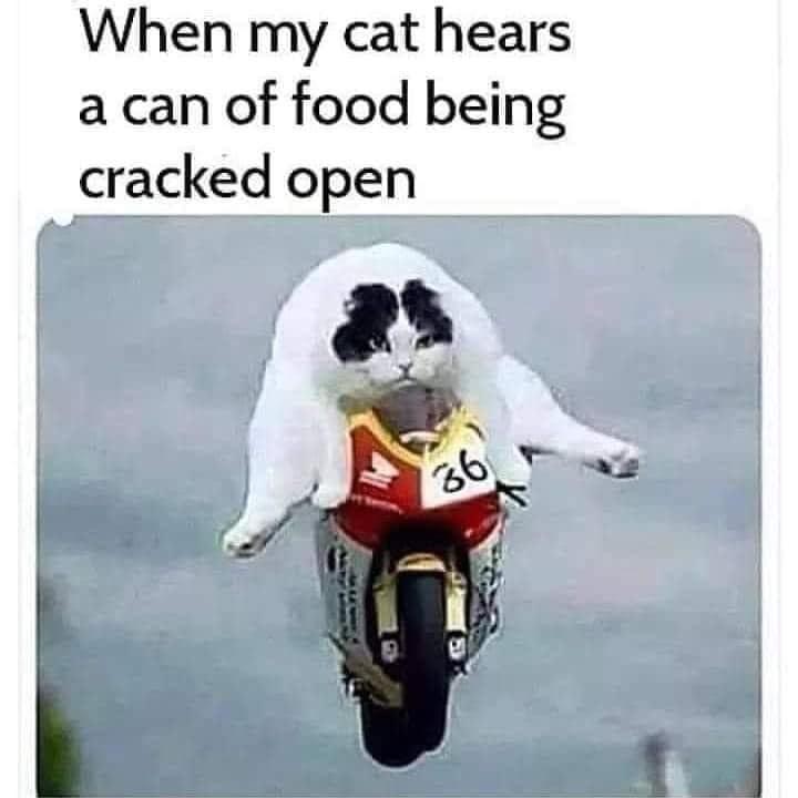 classic memes, vintage memes, viral tweets, timeless memes, old memes, evergreen memes. popular tweets, trending tweets best memes, throwback memes, retro memes