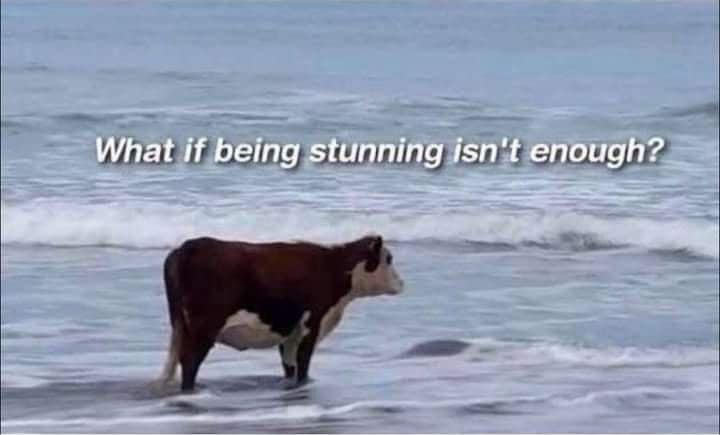 classic memes, vintage memes, viral tweets, timeless memes, enduring memes, trending tweets, popular tweets, internet classics, meme culture, social media humor, old memes, best memes