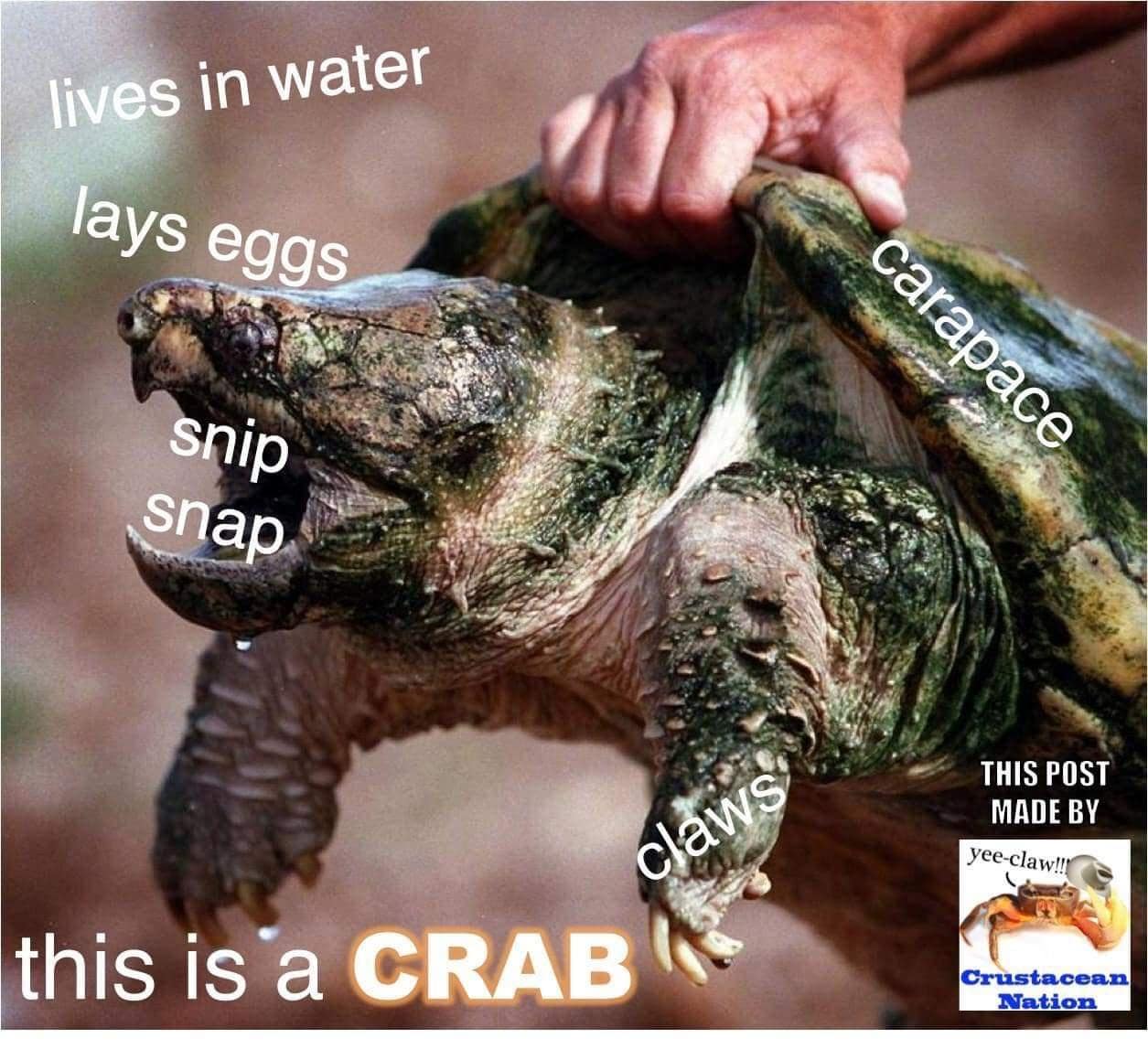 crab memes, crustacean memes, funny crab jokes, hilarious crab pictures, marine memes, ocean humor, sea creature memes, beach memes, seafood humor