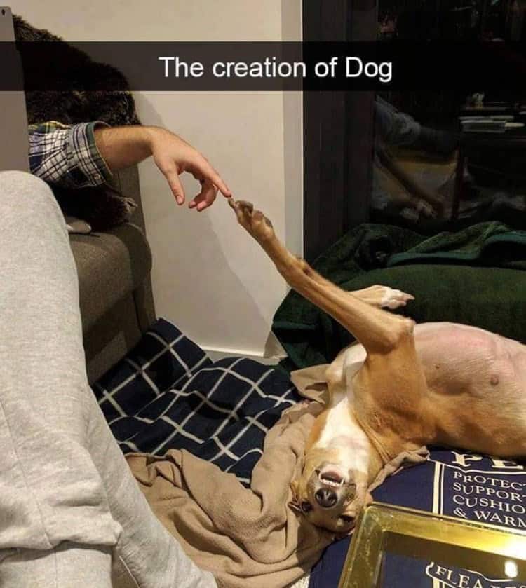 funny animal snapchats, animal memes, humorous pet snapchats, animal comedy snapchats, animal funny snaps, funny pet photos, hilarious animal pictures, cute animal snaps, pet ownership humor, funny animal moments, amusing pet behaviors