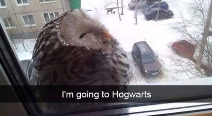 funny animal snapchats, animal memes, humorous pet snapchats, animal comedy snapchats, animal funny snaps, funny pet photos, hilarious animal pictures, cute animal snaps, pet ownership humor, funny animal moments, amusing pet behaviors