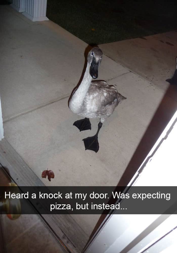 funny animal snapchats, animal memes, humorous pet snapchats, animal comedy snapchats, animal funny snaps, funny pet photos, hilarious animal pictures, cute animal snaps, pet ownership humor, funny animal moments, amusing pet behaviors