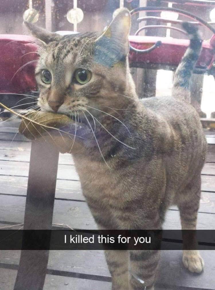 funny animal snapchats, animal memes, humorous pet snapchats, animal comedy snapchats, animal funny snaps, funny pet photos, hilarious animal pictures, cute animal snaps, pet ownership humor, funny animal moments, amusing pet behaviors