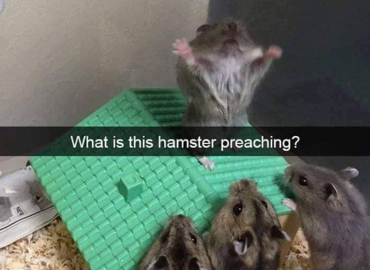 funny animal snapchats, animal memes, humorous pet snapchats, animal comedy snapchats, animal funny snaps, funny pet photos, hilarious animal pictures, cute animal snaps, pet ownership humor, funny animal moments, amusing pet behaviors