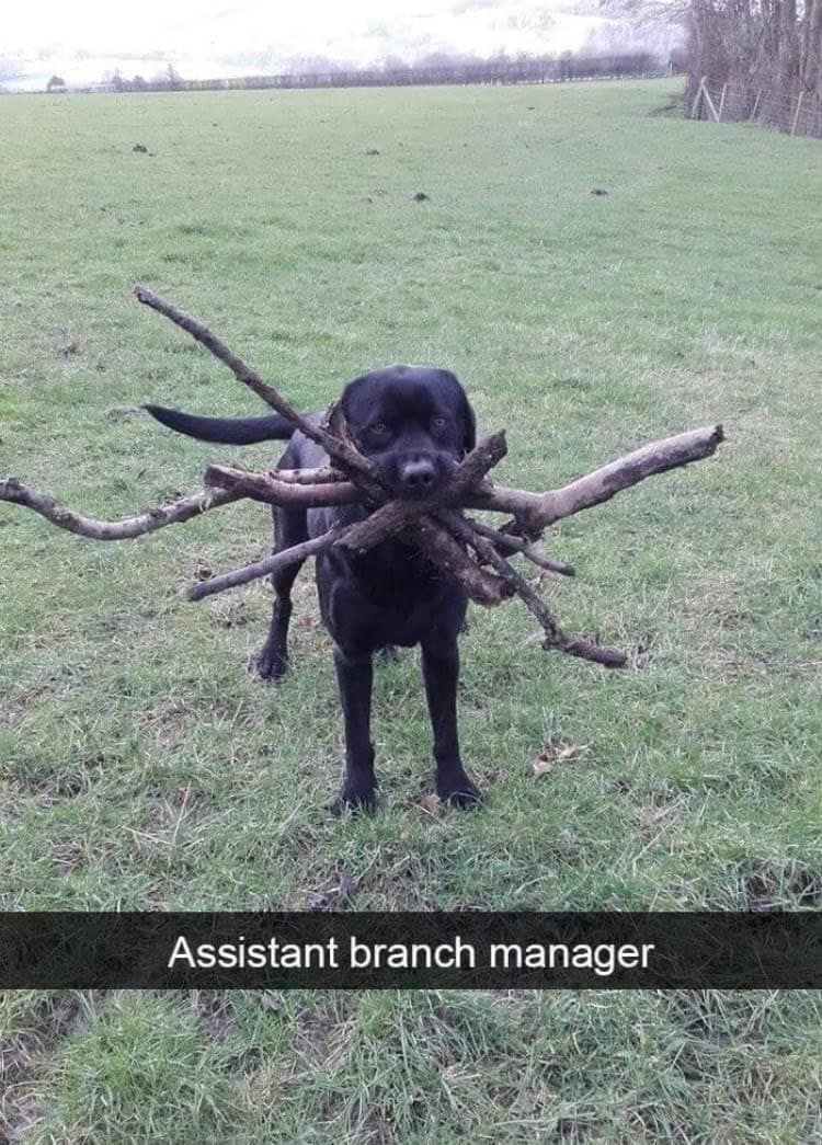 funny animal snapchats, animal memes, humorous pet snapchats, animal comedy snapchats, animal funny snaps, funny pet photos, hilarious animal pictures, cute animal snaps, pet ownership humor, funny animal moments, amusing pet behaviors