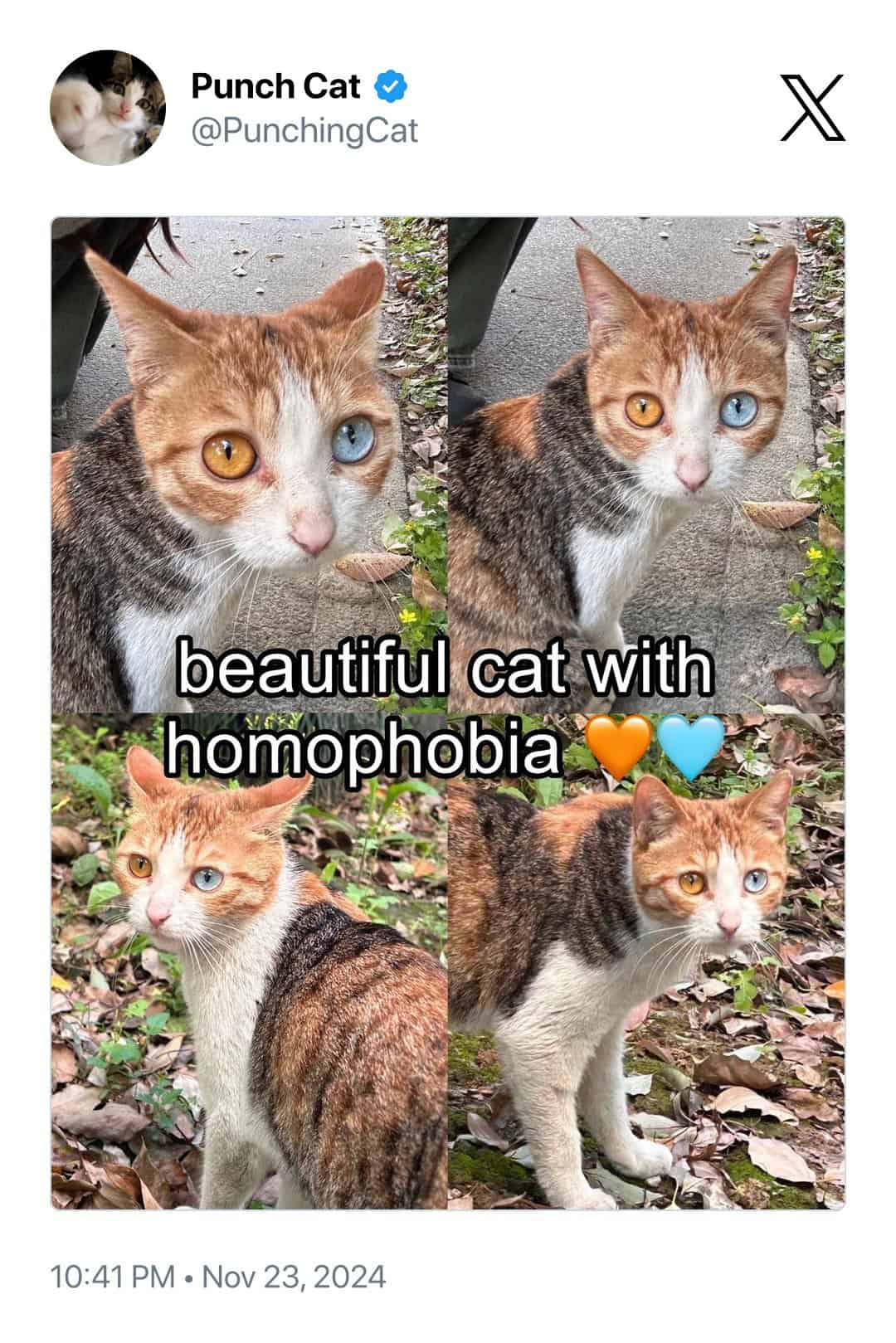 beautiful cat with homophobia