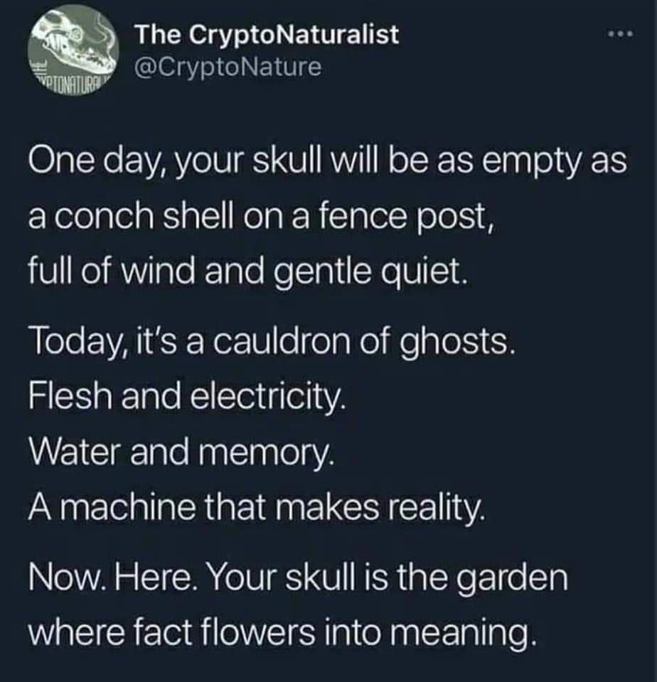 One day, your skull will be as empty as a conch shell on a fence post, full of wind and gentle quiet. Today, it's a cauldron of ghosts. Flesh and electricity. Water and memory. A machine that makes reality. Now. Here. Your skull is the garden where fact flowers into meaning.