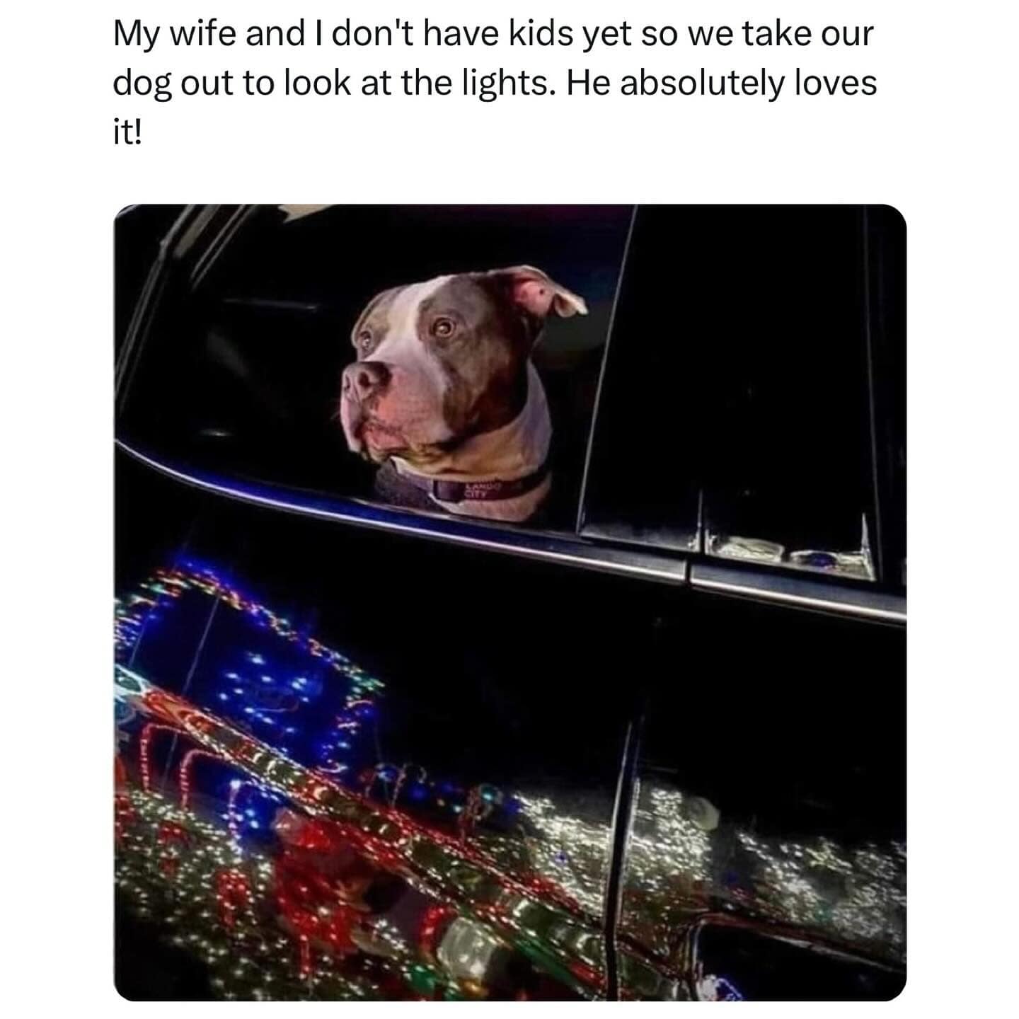 My wife and I don't have kids yet so we take our dog out to look at the lights. He absolutely loves it!