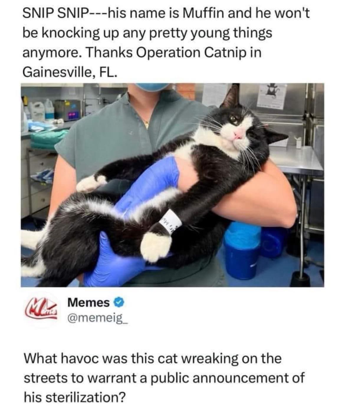 SNIP SNIP---his name is Muffin and he won't be knocking up any pretty young things anymore. Thanks Operation Catnip in Gainesville, FL.