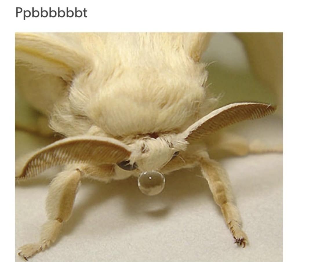 meme dump, funny memes, hilarious memes, Sunday meme dump, meme collection, funny meme assortment, viral memes, internet memes, trending memes, meme humor