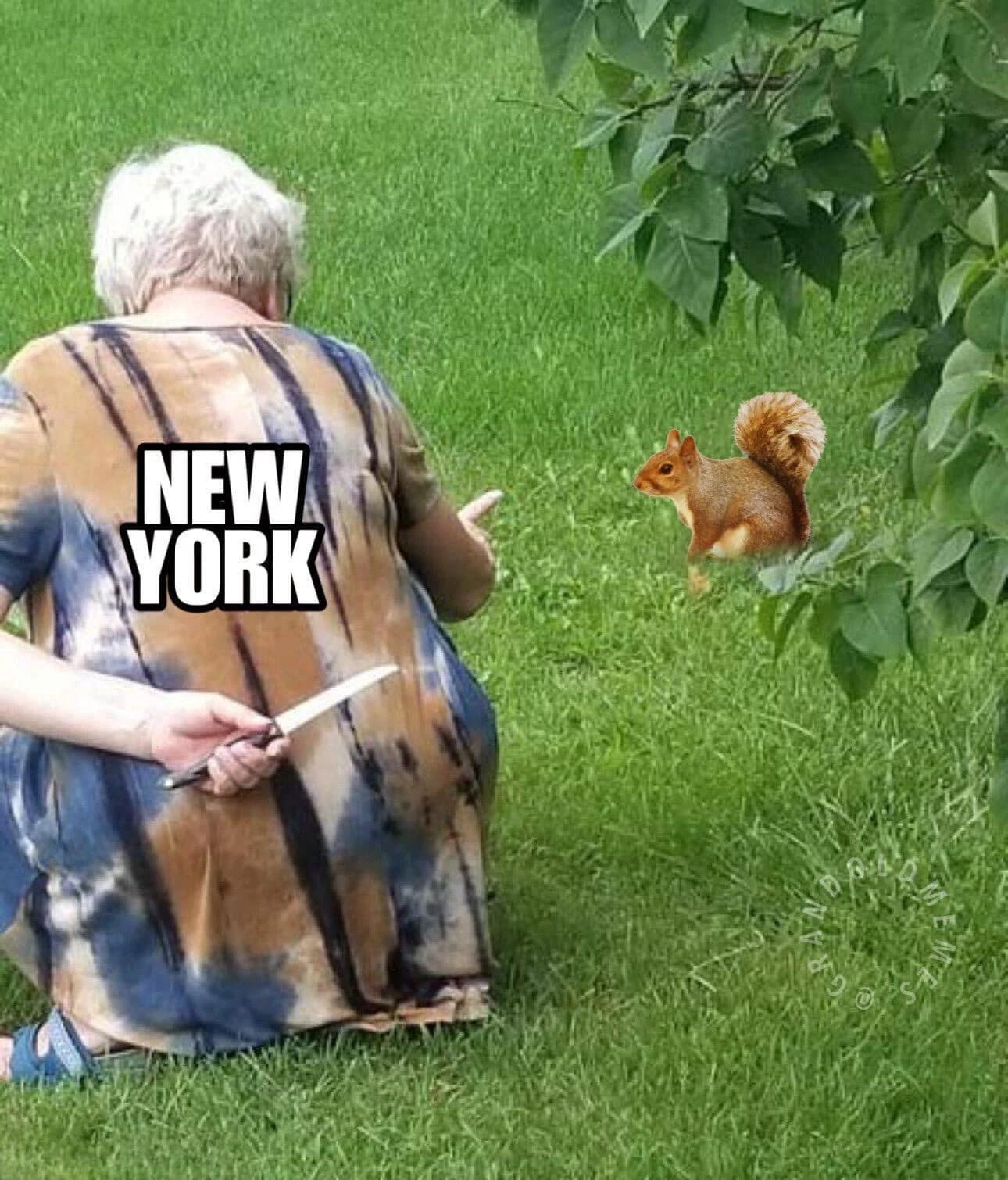peanut the squirrel memes, famous squirrel memes, animal controversy memes, P'nut the squirrel memes, squirrel viral memes, New York squirrel memes, pet squirrel memes