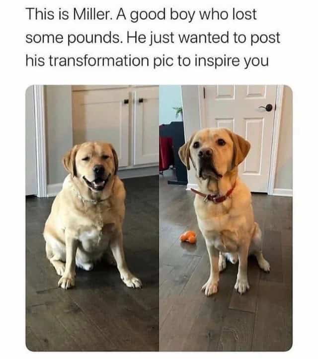 This is Miller. A good boy who lost some pounds. He just wanted to post his transformation pic to inspire you