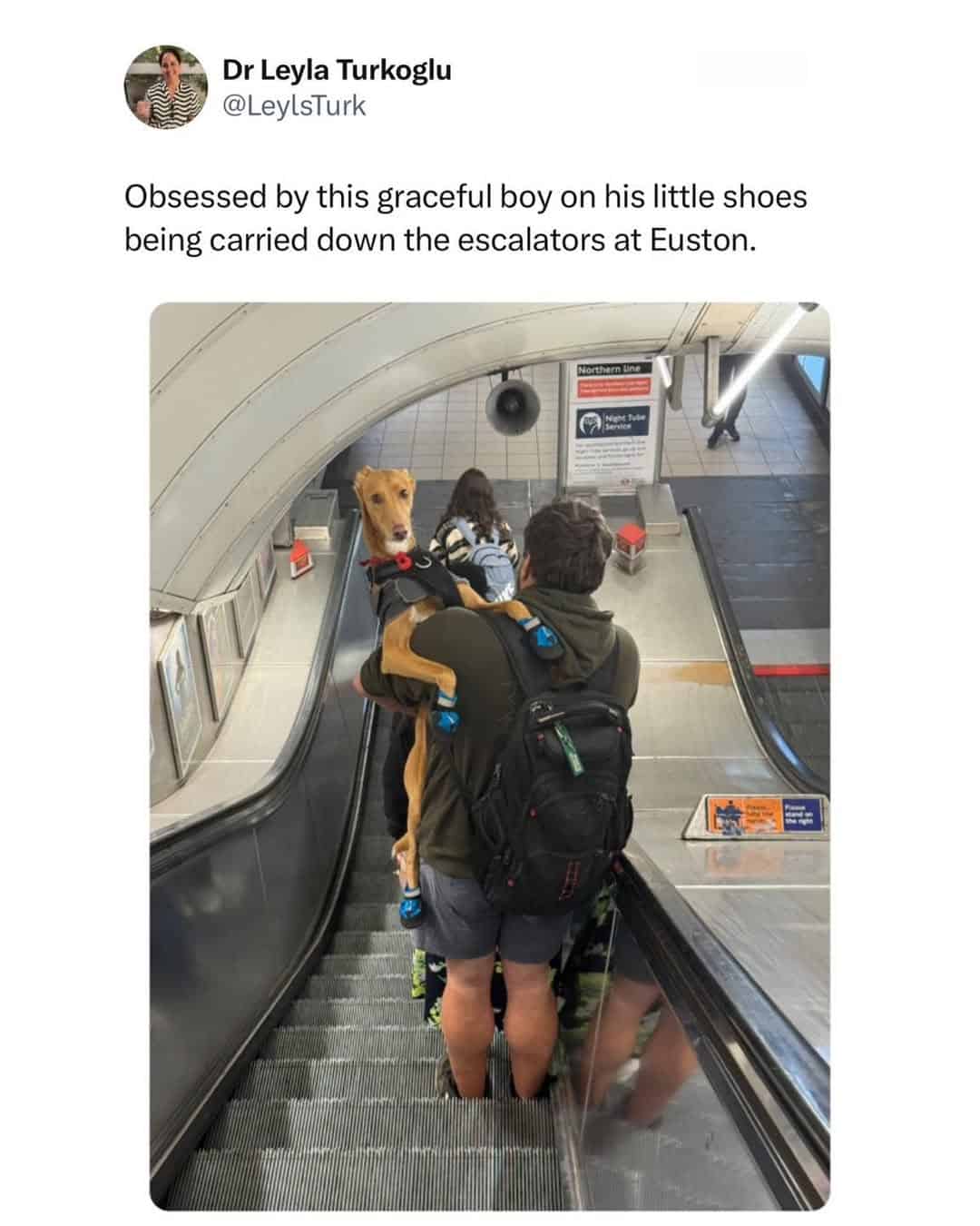 british memes, uk memes, UK-based memes, English-themed memes, Anglophone humor images, British online jokes, Britain-inspired laughs, island nation wisecracks English humor, dry English wit, subtle Albion sarcasm, understated British funnies, British humor, culturally British laughs, uniquely English ridicule, quaint island irony