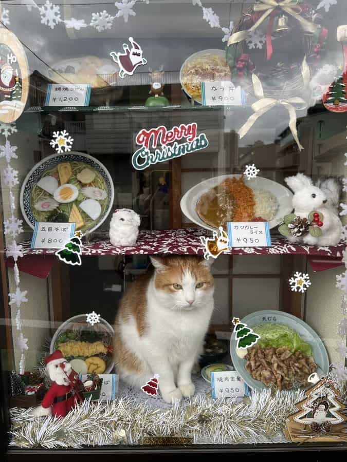 cat memes, kitty memes, feline memes, cat-themed memes, funny cat images, humorous cat pics, amusing feline photos, entertaining kitty snapshots, cat pictures, cat pics, cat photographs, feline images, kitty humor, feline comedy, cat-related jokes