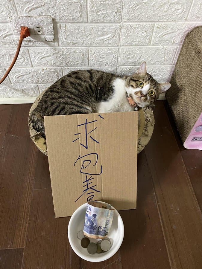 cat memes, kitty memes, feline memes, cat-themed memes, funny cat images, humorous cat pics, amusing feline photos, entertaining kitty snapshots, cat pictures, cat pics, cat photographs, feline images, kitty humor, feline comedy, cat-related jokes