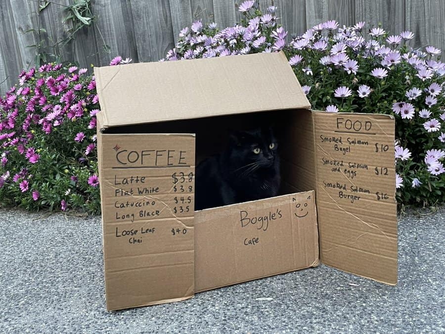 cat memes, kitty memes, feline memes, cat-themed memes, funny cat images, humorous cat pics, amusing feline photos, entertaining kitty snapshots, cat pictures, cat pics, cat photographs, feline images, kitty humor, feline comedy, cat-related jokes