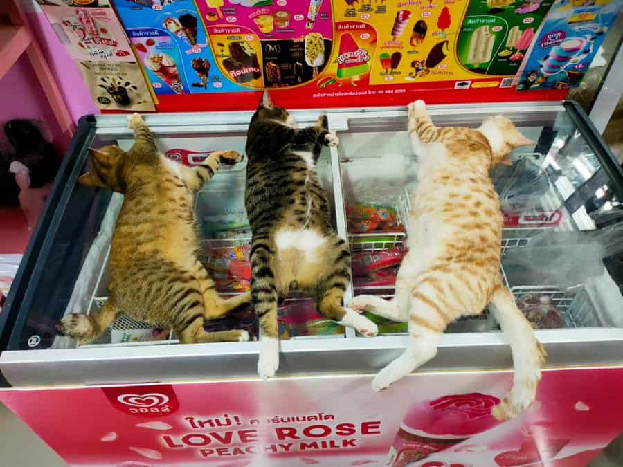 cat memes, kitty memes, feline memes, cat-themed memes, funny cat images, humorous cat pics, amusing feline photos, entertaining kitty snapshots, cat pictures, cat pics, cat photographs, feline images, kitty humor, feline comedy, cat-related jokes