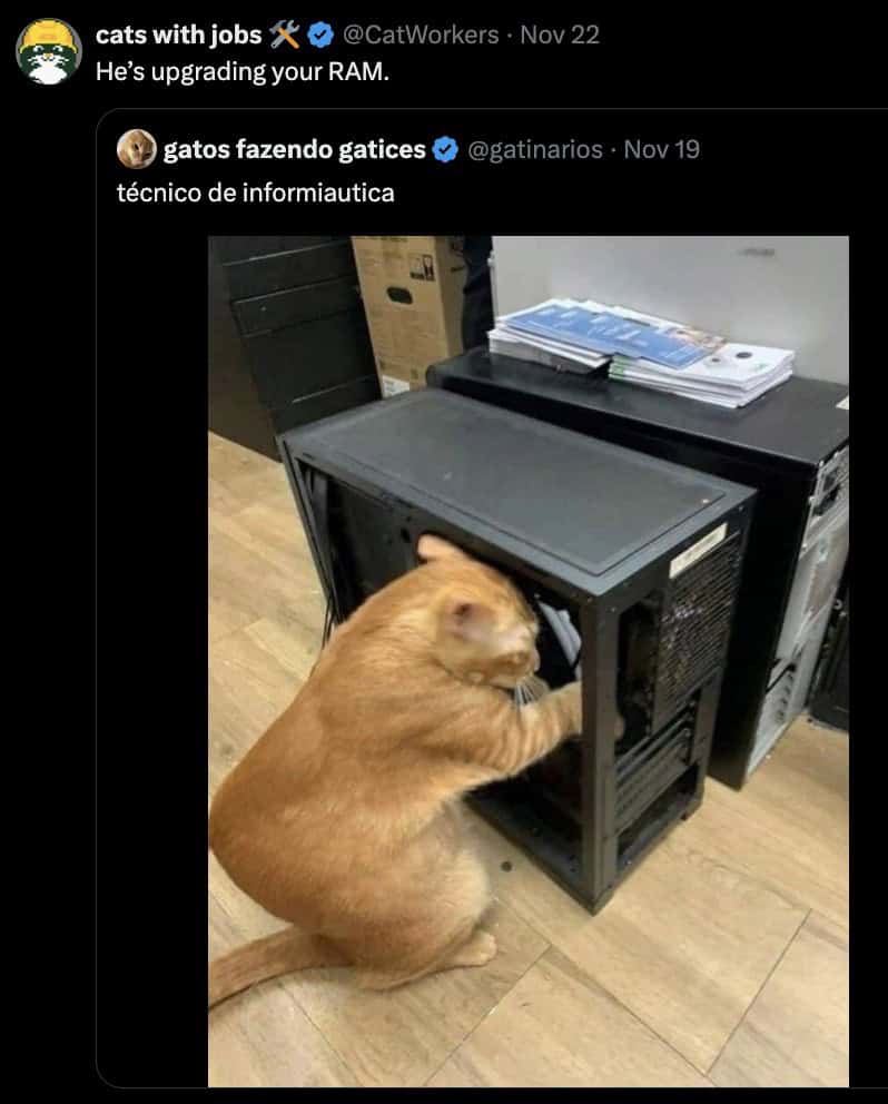 cat memes, kitty memes, feline memes, cat-themed memes, funny cat images, humorous cat pics, amusing feline photos, entertaining kitty snapshots, cat pictures, cat pics, cat photographs, feline images, kitty humor, feline comedy, cat-related jokes