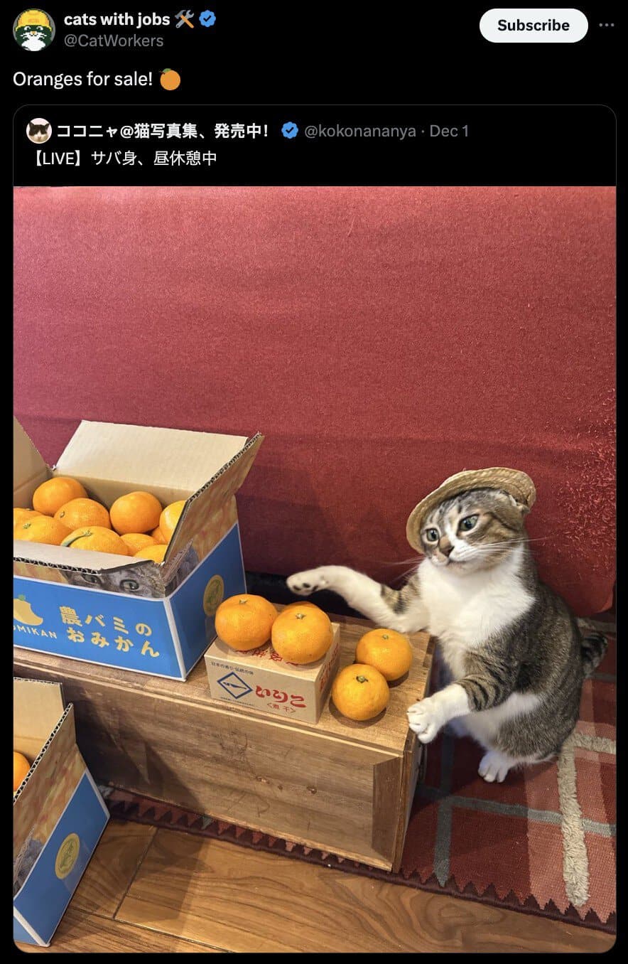 cat memes, kitty memes, feline memes, cat-themed memes, funny cat images, humorous cat pics, amusing feline photos, entertaining kitty snapshots, cat pictures, cat pics, cat photographs, feline images, kitty humor, feline comedy, cat-related jokes