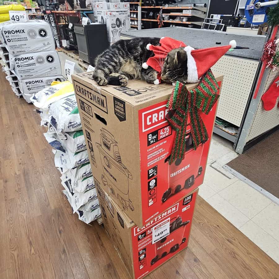 cat memes, kitty memes, feline memes, cat-themed memes, funny cat images, humorous cat pics, amusing feline photos, entertaining kitty snapshots, cat pictures, cat pics, cat photographs, feline images, kitty humor, feline comedy, cat-related jokes