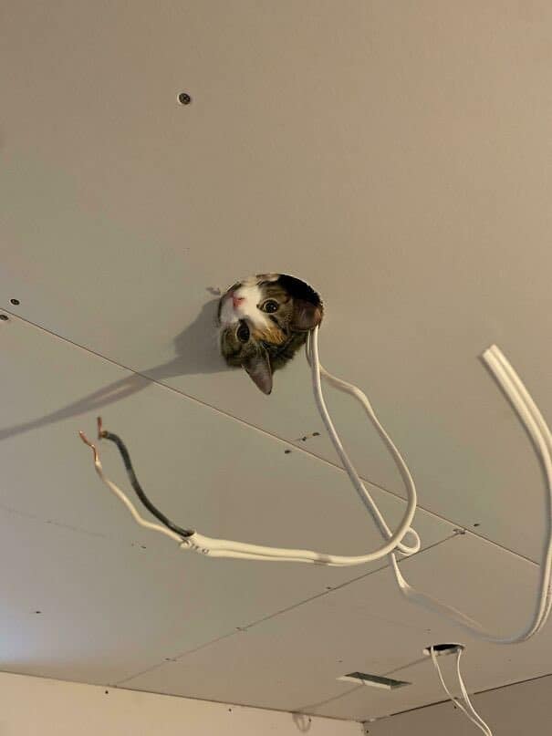 cat memes, kitty memes, feline memes, cat-themed memes, funny cat images, humorous cat pics, amusing feline photos, entertaining kitty snapshots, cat pictures, cat pics, cat photographs, feline images, kitty humor, feline comedy, cat-related jokes