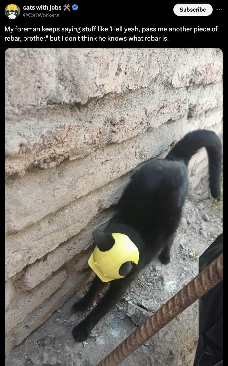 cat memes, kitty memes, feline memes, cat-themed memes, funny cat images, humorous cat pics, amusing feline photos, entertaining kitty snapshots, cat pictures, cat pics, cat photographs, feline images, kitty humor, feline comedy, cat-related jokes