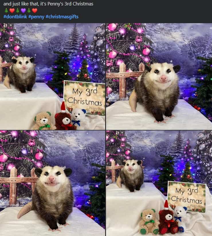 christmas animal memes, Focus keyword + synonyms: Christmas animal memes, holiday creature memes, yuletide pet memes, festive animal images, holiday animal humor, merry creature commentary, joyful festive critter fun, seasonal beastly banter, cheerful furry scenes, holly-jolly animal antics, Xmas pet whimsy