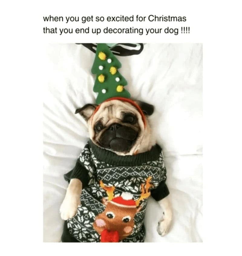 christmas animal memes, Focus keyword + synonyms: Christmas animal memes, holiday creature memes, yuletide pet memes, festive animal images, holiday animal humor, merry creature commentary, joyful festive critter fun, seasonal beastly banter, cheerful furry scenes, holly-jolly animal antics, Xmas pet whimsy