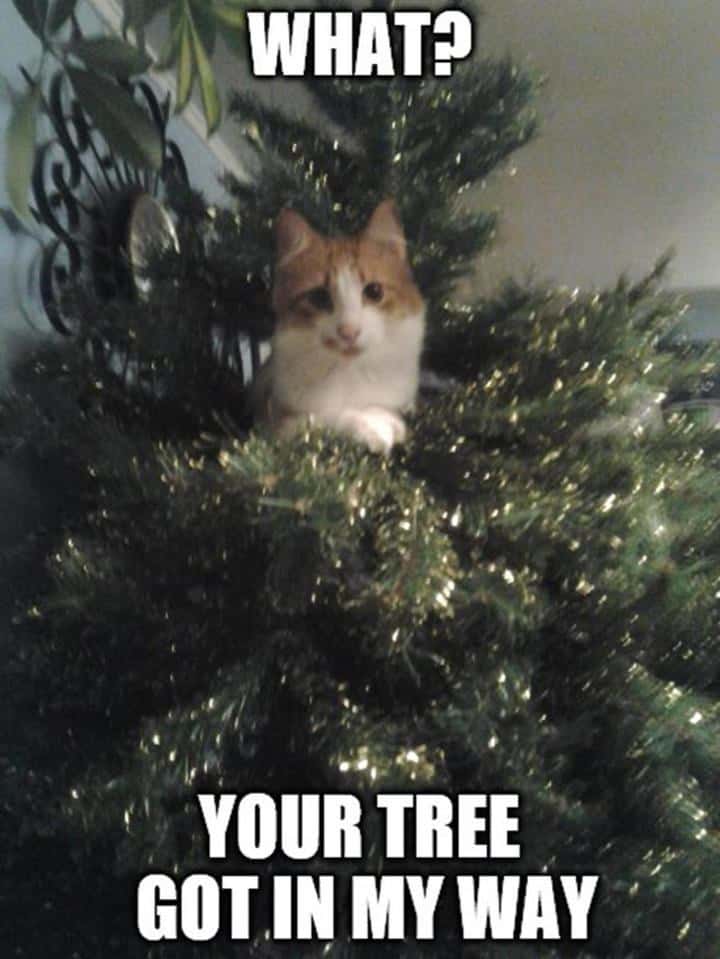christmas animal memes, Focus keyword + synonyms: Christmas animal memes, holiday creature memes, yuletide pet memes, festive animal images, holiday animal humor, merry creature commentary, joyful festive critter fun, seasonal beastly banter, cheerful furry scenes, holly-jolly animal antics, Xmas pet whimsy