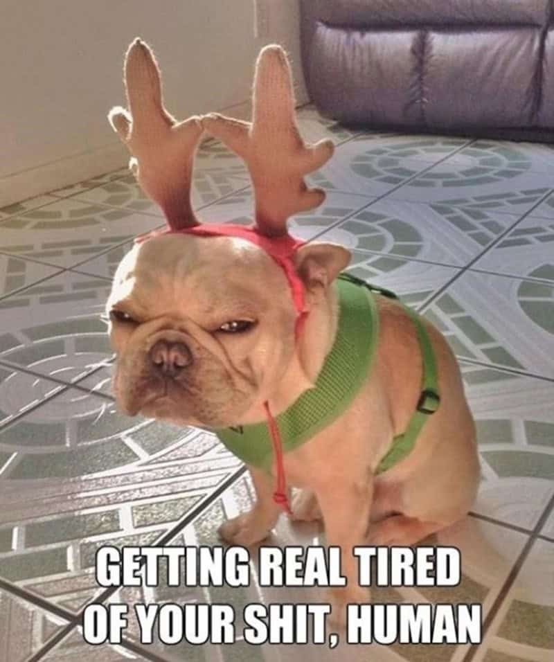 christmas animal memes, Focus keyword + synonyms: Christmas animal memes, holiday creature memes, yuletide pet memes, festive animal images, holiday animal humor, merry creature commentary, joyful festive critter fun, seasonal beastly banter, cheerful furry scenes, holly-jolly animal antics, Xmas pet whimsy