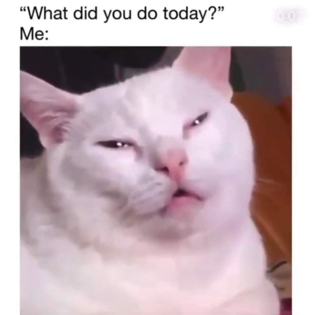 "What did you do today?" Me: stunned cat