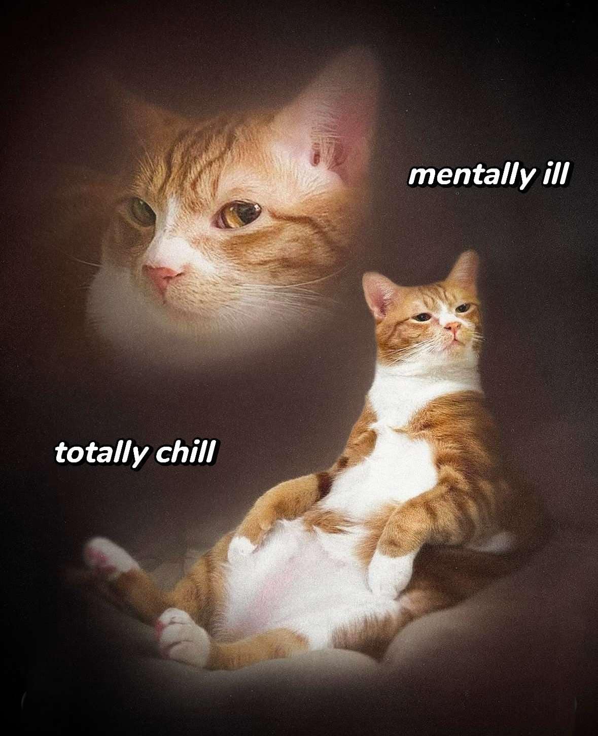 classic memes, vintage memes, viral tweets, old-school memes, evergreen memes, trending tweets, popular tweets, noteworthy tweets, popular memes, well-known memes, widely shared memes, famous memes, timeless memes, enduring memes, lasting memes, ageless memes, old memes, best memes