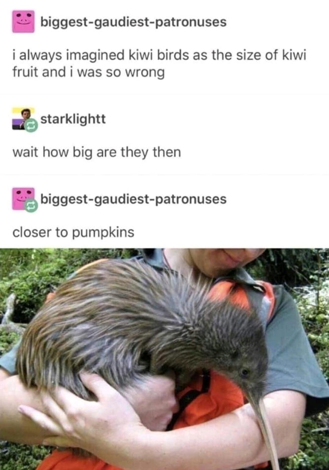 biggest-gaudiest-patronuses i always imagined kiwi birds as the size of kiwi fruit and i was so wrong starklightt wait how big are they then biggest-gaudiest-patronuses closer to pumpkins