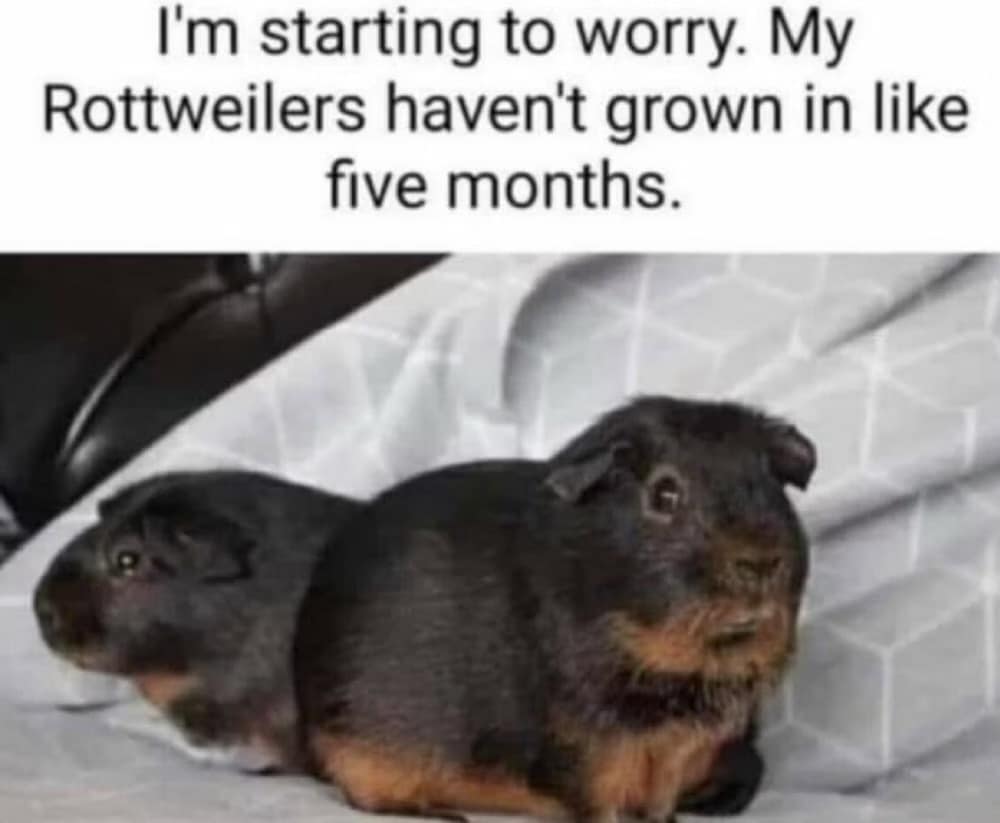 classic memes, vintage memes, viral tweets, legendary memes, timeless memes, vintage internet memes, retro meme content, nostalgic humor graphics, old-school internet fun old internet jokes, vintage online humor, retro web gags, bygone digital quips timeless meme humor, enduring meme wit, everlasting internet laughs, perennial web chuckles