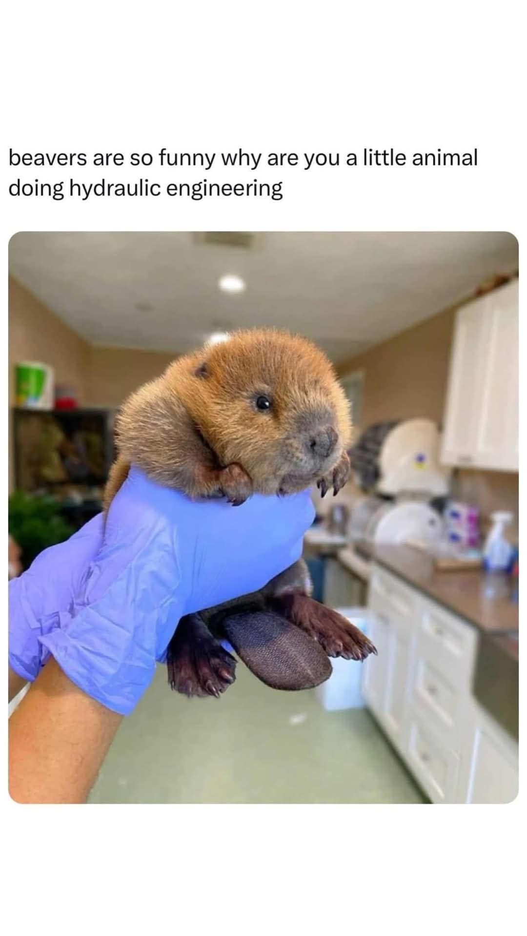 classic memes, vintage memes, viral tweets, old memes, vintage online jokes, retro meme content, old-school digital humor, viral memes, widespread web hits, internet-famed images, net-famous jokes, outdated funnies, legacy visuals, past-era giggles, timeless memes, evergreen joke material, enduring witty images, perpetual online laughs