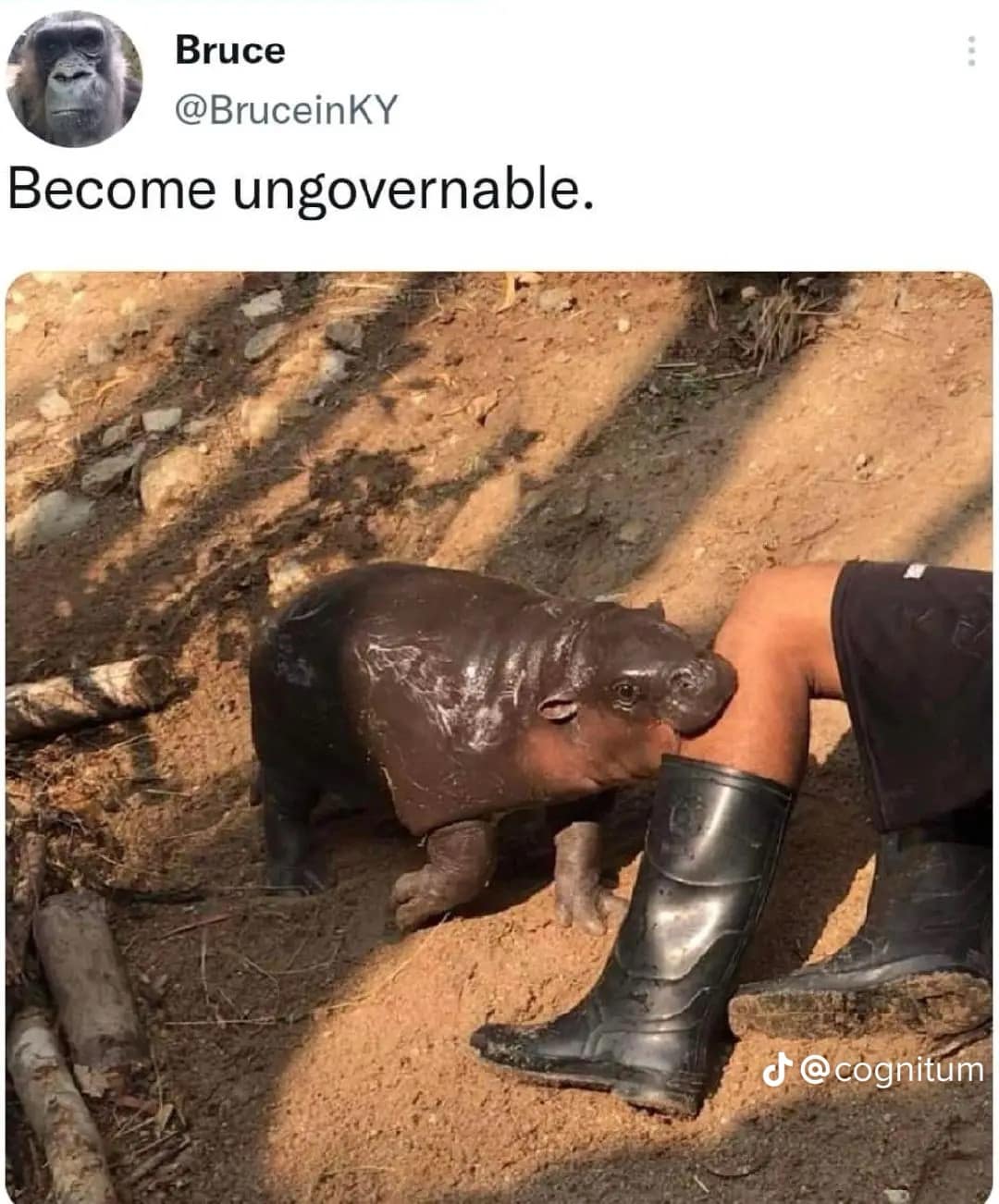 Bruce @BruceinKY Become ungovernable. @cognitum