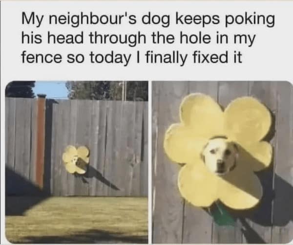 funny dog memes, doggo memes, dog lover memes, dog humor, funny pet memes, canine memes, puppy jokes, funny doggo posts