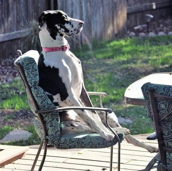 funny great danes, great dane humor, great dane funny, great dane memes, Big dog humor, large dog humor, giant dog humor