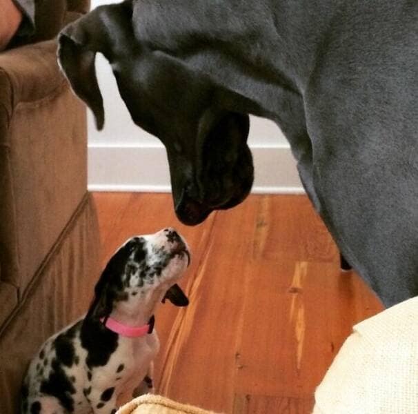 funny great danes, great dane humor, great dane funny, great dane memes, Big dog humor, large dog humor, giant dog humor