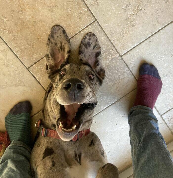 funny great danes, great dane humor, great dane funny, great dane memes, Big dog humor, large dog humor, giant dog humor