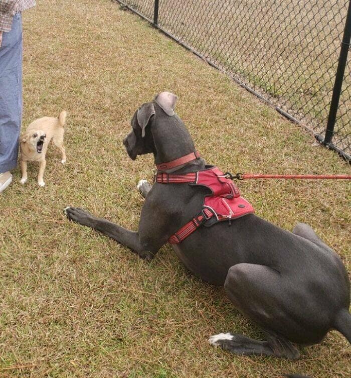 funny great danes, great dane humor, great dane funny, great dane memes, Big dog humor, large dog humor, giant dog humor