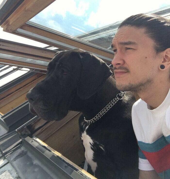 funny great danes, great dane humor, great dane funny, great dane memes, Big dog humor, large dog humor, giant dog humor