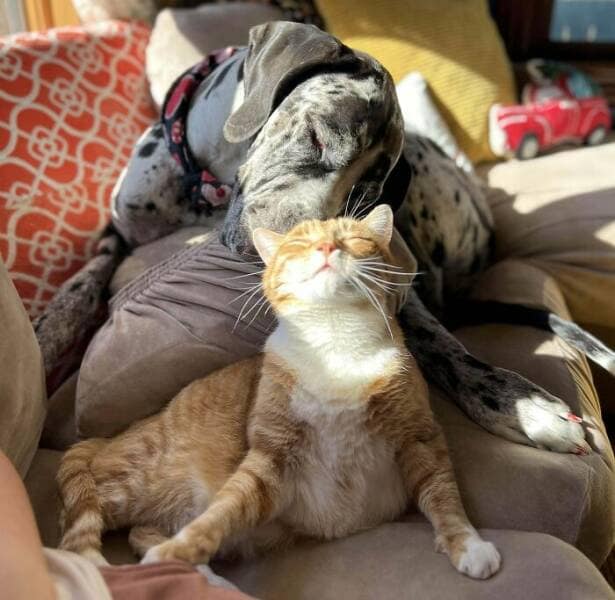 funny great danes, great dane humor, great dane funny, great dane memes, Big dog humor, large dog humor, giant dog humor