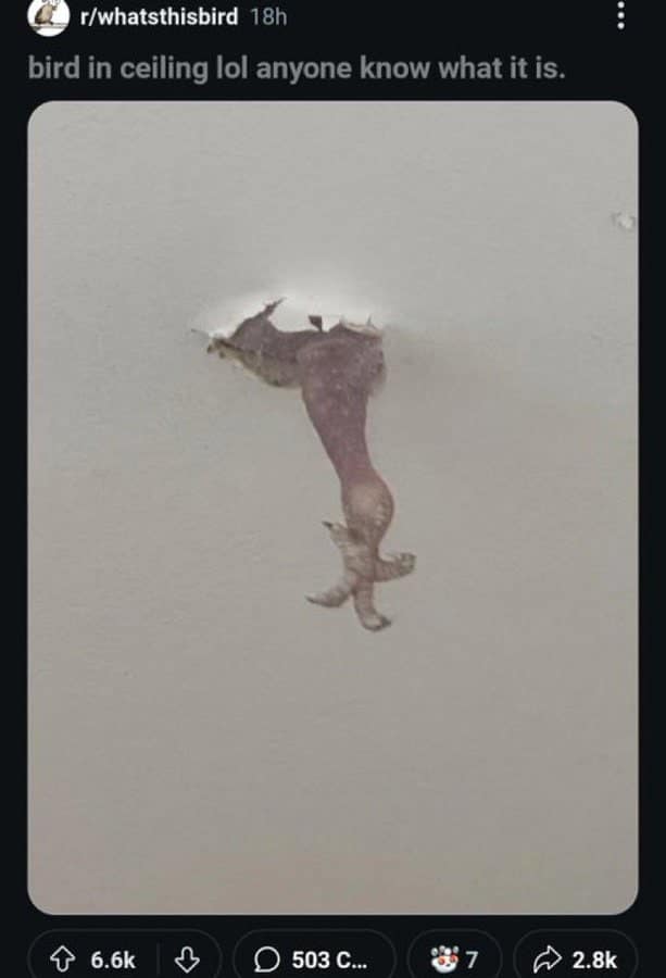 funny reddit posts, hilarious reddit posts, amusing reddit posts, entertaining reddit posts