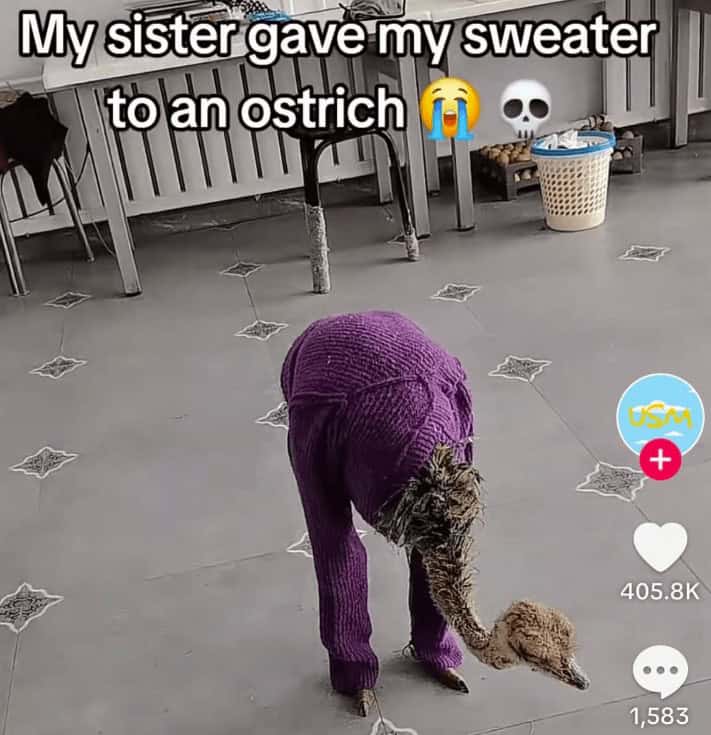 funny tiktok, hilarious TikTok, comedic TikTok, amusing TikTok, TikTok humor, witty TikTok, TikTok comedy, humorous TikTok content, trending TikTok, popular TikTok, hit TikTok